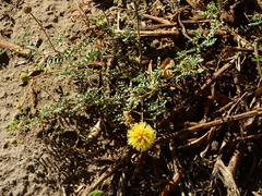 Prosopis strombulifera