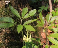 Cardamine enneaphyllos