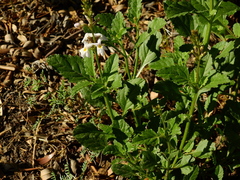 Pitraea cuneato-ovata