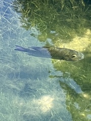 Sarotherodon melanotheron