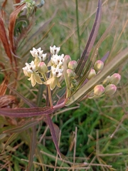 Asclepias mellodora