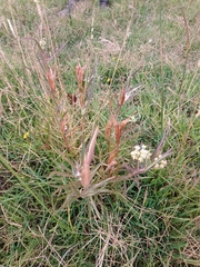 Asclepias mellodora