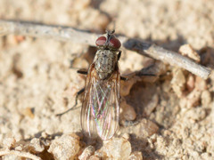 Leucophora