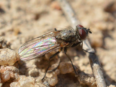 Leucophora