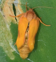 Aphelia peramplana