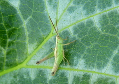 Staurorhectus longicornis