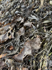 Fucus vesiculosus