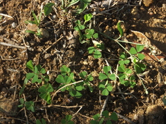 Kummerowia stipulacea