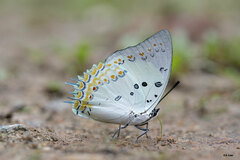 Polyura delphis