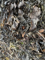 Fucus vesiculosus