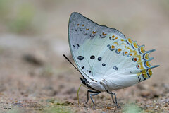 Polyura delphis