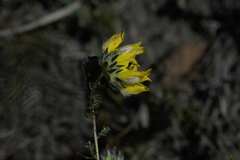 Aspalathus tridentata tridentata