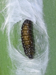 Aphelia peramplana