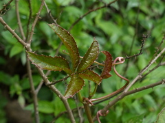 Cissus elongata