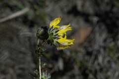 Aspalathus tridentata tridentata