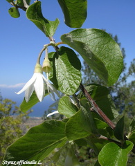 Styrax officinalis