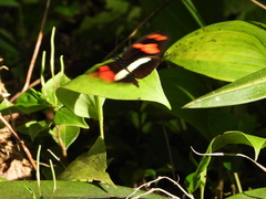Heliconius telesiphe