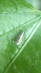 Agalliina