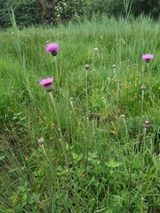 Cirsium tuberosum