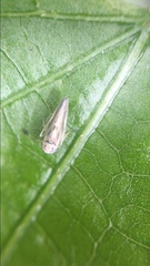 Agalliina