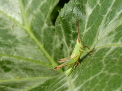 Staurorhectus longicornis
