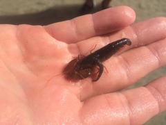 Alpheidae