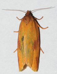 Aphelia peramplana