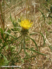 Centaurea solstitialis