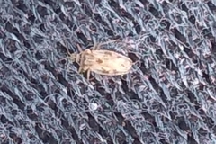 Monosteira unicostata