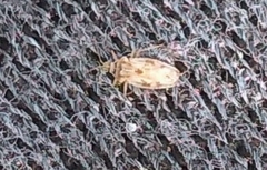 Monosteira unicostata