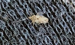 Monosteira unicostata