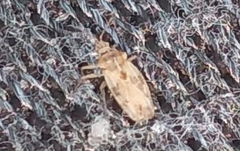 Monosteira unicostata