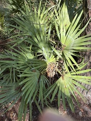 Serenoa repens