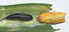 Aphelia peramplana