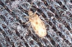Monosteira unicostata