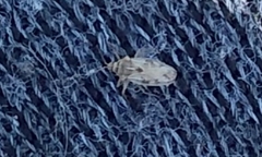 Monosteira unicostata