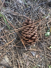 Pinus palustris