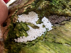 Stemonitopsis typhina