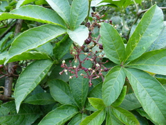 Cissus elongata