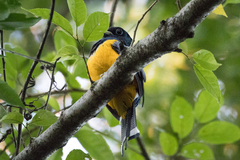 Trogon rufus chrysochloros