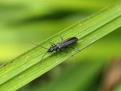 Oedemera lurida