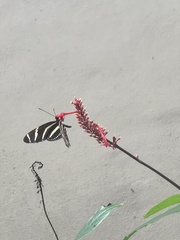 Heliconius charithonia