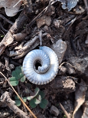 Ommatoiulus rutilans