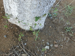Dioscorea polystachya