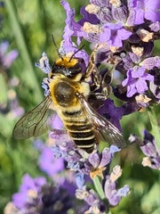 Megachile ericetorum