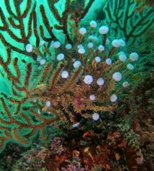Ectopleura