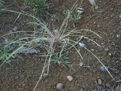 Festuca myuros