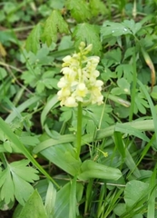 Orchis pallens