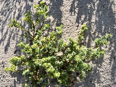 Euphorbia mesembryanthemifolia