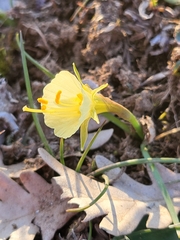 Narcissus bulbocodium